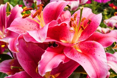 Lily Flower Images And Wallpapers Download