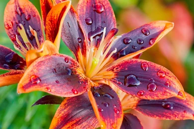 Gorgeous Lily Flower Wallpapers 1565 1920 X 1200 WallpaperLayer.com