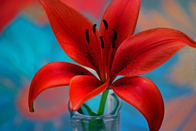 Water Lily Flower Wallpapers Download For Desktop & Mobile