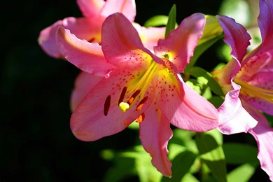 Flower Wallpapers Kokean.com: Pink Lily Flower Wallpapers ...