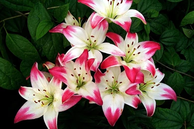 Water Lily Flower Wallpapers Download For Desktop & Mobile