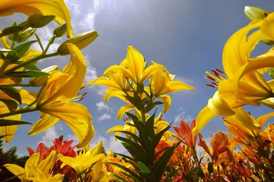 Lily Flowers Wallpapers