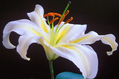 Beautiful Lily Flower Wallpapers For Desktop