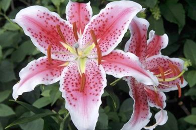 Digital Flower Photography : Lily Flowers, Lilies Flowers 1024x768 ...