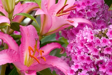 Digital Flower Photography : Lily Flowers, Lilies Flowers 1024x768 ...