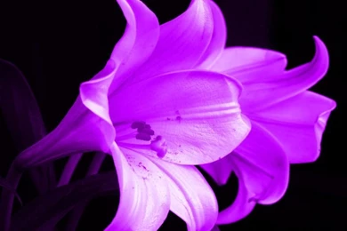 Purple White Lilies Macro Flower Wallpapers