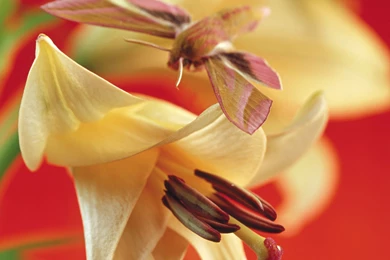 Lily Flowers Wallpapers