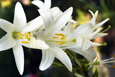 Gorgeous Lily Flower Wallpapers