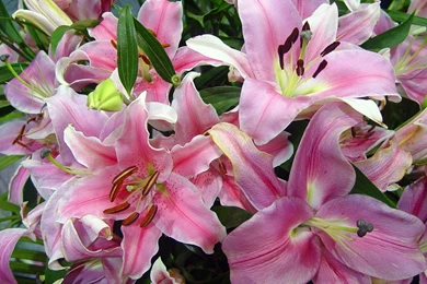 Lily Flower Wallpapers  6