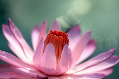 Flower Wallpaper: Water Lily Flower Wallpapers Photo HD Quality ...