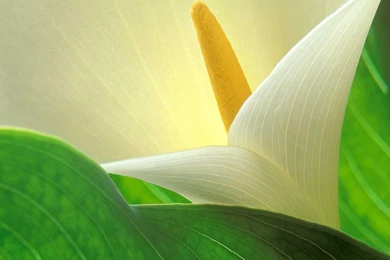 White Lily Flower Wallpapers For Desktop New Best Collection