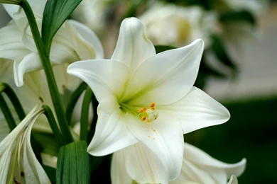 Best Flowers Wallpaper: White Lily Flower 918556 Flowers