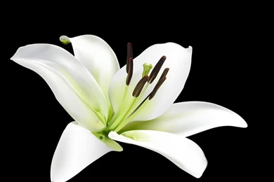 Best Flowers Wallpaper: White Lily Flower 918556 Flowers