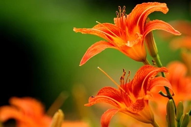 Orange Lily Flower