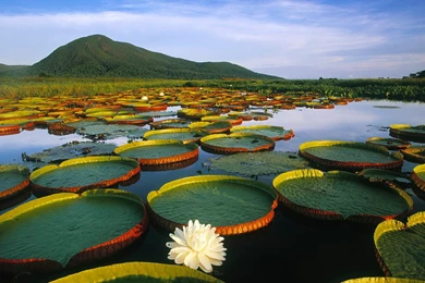 Water Lily Flower Wallpapers HD Resolution : Flower Wallpapers ...