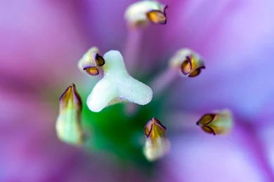 Abstract Lily Flower Wallpapers Pink Green And Purple Green Flower ...