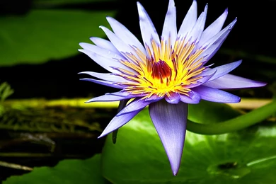 Gorgeous Lily Flower Wallpapers