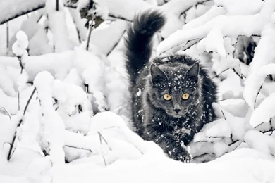 1920x1080 Winter, Snow, Cat Wallpapers And Pictures 44789