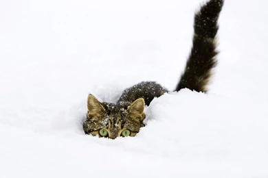 1600x1200 Hiding, Winter, Cat, Snow Wallpapers And Pictures 63101