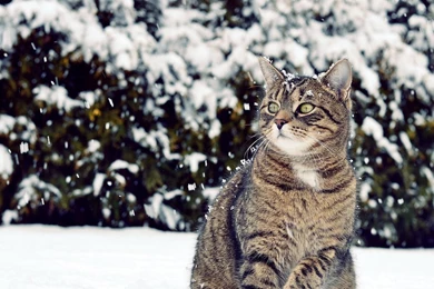 Download Wallpapers 1920x1080 Cat, Winter, Snow, View Full HD 1080p ...