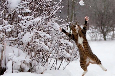 Cat Catch Snow Winter Wallpapers By Lalasunbeck