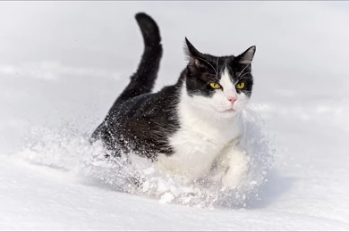 Winter Cat Wallpapers