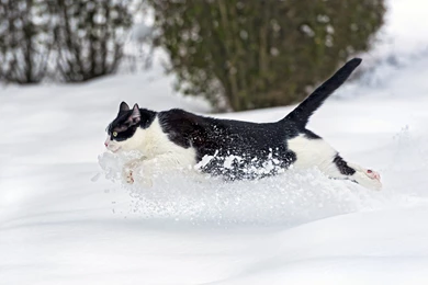 Runs Cat Snow Winter Wallpapers