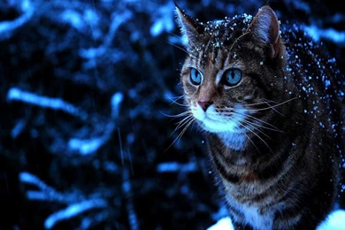 Cats: Snow Cat Winter Blue Tabby Eyes Wallpapers HD For HD 16:9 ...