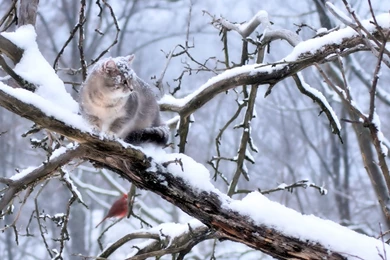 Download Wallpapers 1920x1080 Cat, Branch, Tree, Snow, Winter Full ...