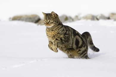 Cats: Cat Snow Winter Jump Free Desktop Wallpapers For HD 16:9 High ...