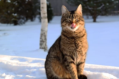 Download Wallpapers 2560x1440 Cat, Face, Striped, Tongue, Lick ...