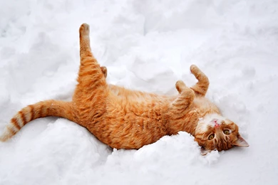 Cat Through The Snowy Branches Wallpapers