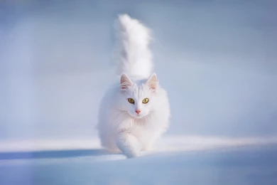 Cat Tail Yellow Eyes Snow White Furry Animal Winter Wallpapers ...