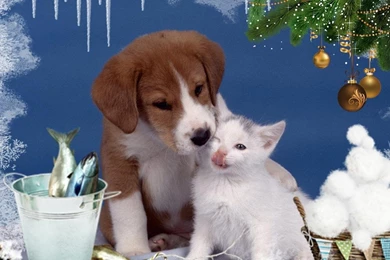 WINTER CAT AND DOG WALLPAPER   (