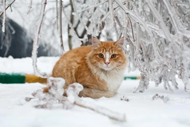 RUSSIAN WINTER RUSSIAN CAT WALLPAPER   (