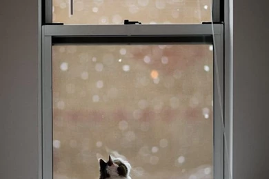 iPhone 5 Wallpapers : Cat