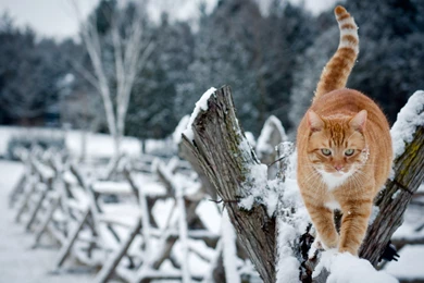Winter Cat Desktop Backgrounds HD 1920x1200