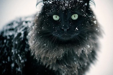 Snow Cat Wallpapers   (