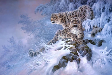 Snow Leopards Animals Cats Predator Art Paintings Winter Snow ...