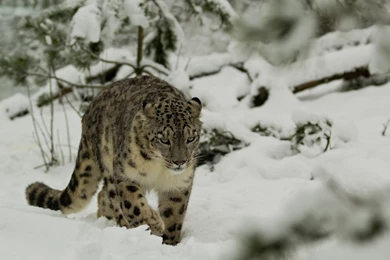 Leopard Wild Cat Snow Winter Wallpapers