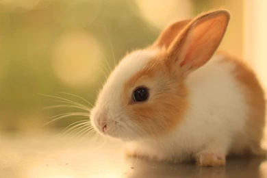 Innocent Cute Rabbit Hd Desktop Wallpapers Widescreen Backgrounds ...