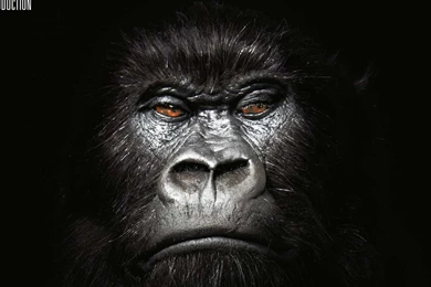 King Kong Movies Wallpapers   (