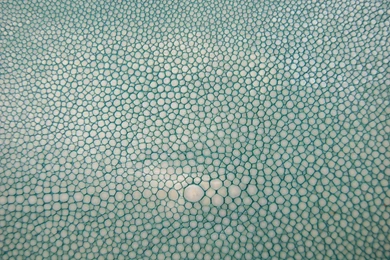 Shagreen 1.jpg