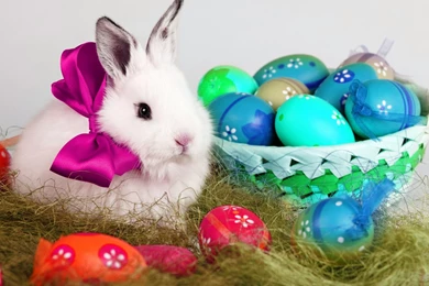 Cute Bunny Image Wallpapers