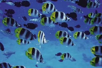 Swarm Of Fish, Dell Plasma TV Display < Other/Fun < Miscellaneous ...