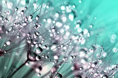 Download Dew Drops On Dandelion Seeds HD Wallpapers For Twitter ...