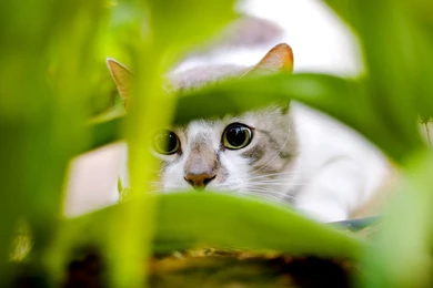 Latest Cute Cats And Kitten Wallpapers 2014 (8)