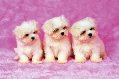 Cute Puppies Wallpapers