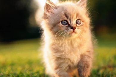 22 Graceful Walk Lovable Fluffy Persian Kitten   1366x768 ...
