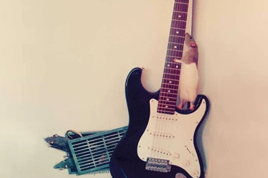 Rat Rock Guitar   Guitar Wallpapers